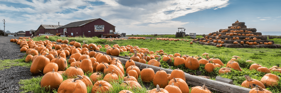 What is a Pumpkin Patch ? - Jack Pumpkin