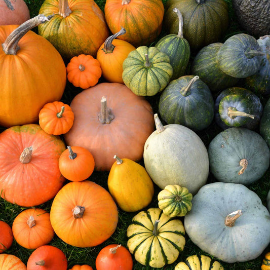 Pumpkin, Butternut, Winter Squash : The Benefits Of Squash - Jack Pumpkin