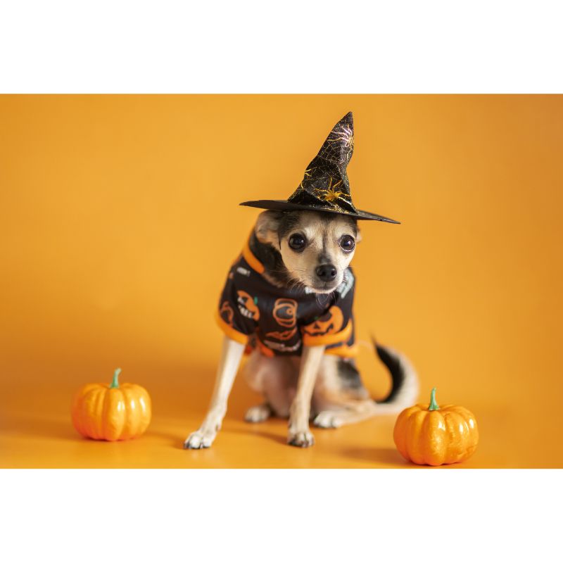 Halloween Pets